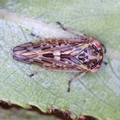Idiocerus herrichii