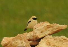 Oenanthe hispanica