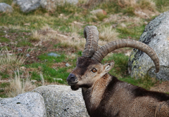 Capra pyrenaica victoriae