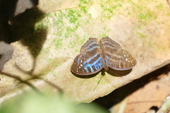 Cynandra opis