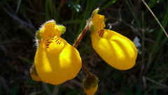 Calceolaria biflora