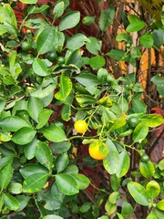 Citrus × microcarpa