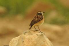 Saxicola rubetra