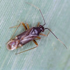 Orthonotus rufifrons