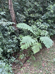 Cyathea arborea