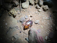 Temnopteryx phalerata
