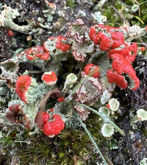 Cladonia coccifera