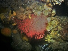 Melithaea