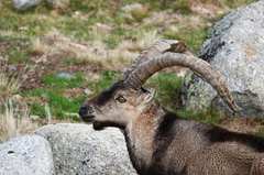 Capra pyrenaica victoriae