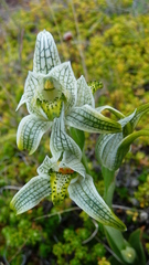 Chloraea magellanica