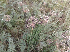 Allium ramosum