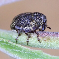 Rhinoncus leucostigma