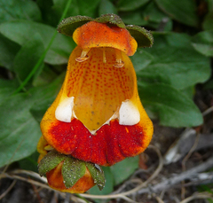Calceolaria uniflora