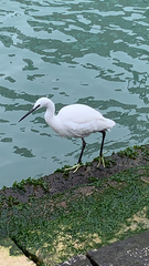 Egretta garzetta