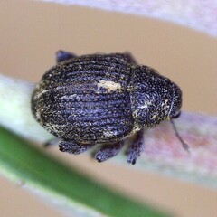 Rhinoncus leucostigma