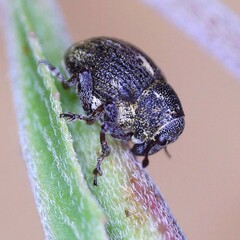 Rhinoncus leucostigma