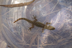 Hemidactylus stejnegeri