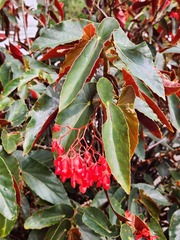 Begonia coccinea