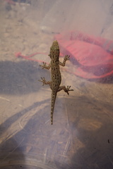 Hemidactylus stejnegeri