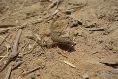 Hemidactylus stejnegeri