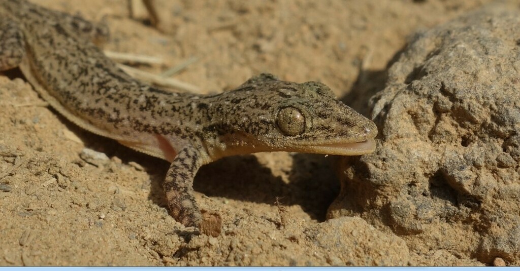 Stejneger's Leaftoed Gecko
