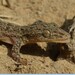 Stejneger's Leaftoed Gecko - Photo (c) 紫狸子, some rights reserved (CC BY-NC), uploaded by 紫狸子