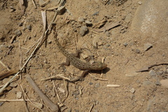 Hemidactylus stejnegeri