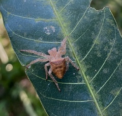 Cyrtophora unicolor