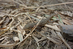 Hemidactylus stejnegeri