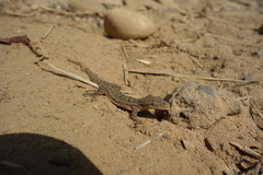 Hemidactylus stejnegeri