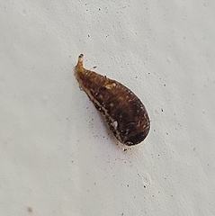 Sarasinula linguaeformis