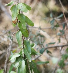 Cocculus diversifolius