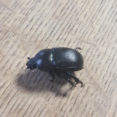 Geotrupidae