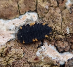 Endomychus coccineus