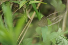 Hermeuptychia hermes