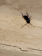 Periplaneta fuliginosa