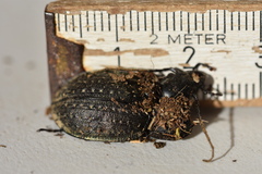 Carabus lusitanicus
