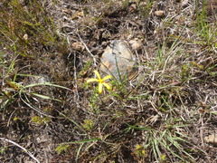 Osteospermum polygaloides