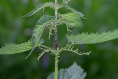 Aphis urticata