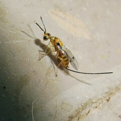 Megastigmus aculeatus