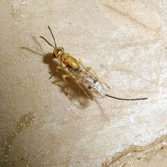 Megastigmus aculeatus
