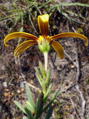 Osteospermum polygaloides