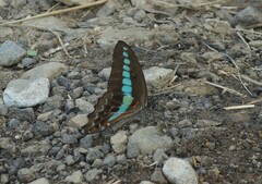 Graphium sarpedon connectens