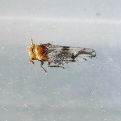 Conomelus anceps
