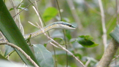 Leptophis ahaetulla