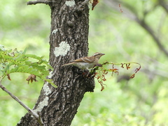 Gymnoris superciliaris
