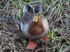 Anas platyrhynchos × zonorhyncha