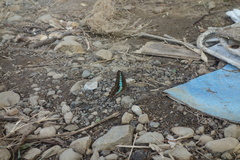 Graphium sarpedon connectens