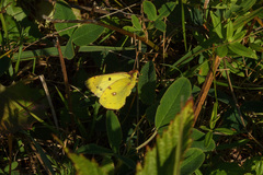 Colias hyale