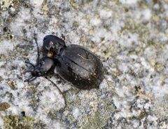 Carabus lusitanicus